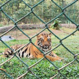Tiger Lion Safari SGNP