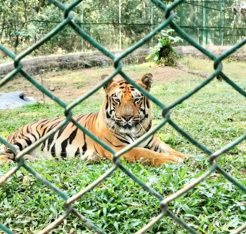 Tiger Lion Safari SGNP