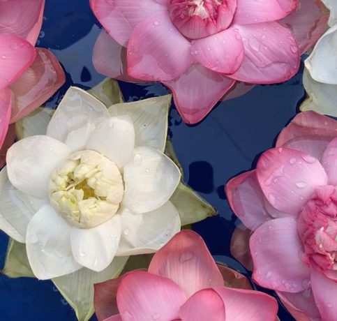 e908b7a48e628a9623fa3ba56ed387c8