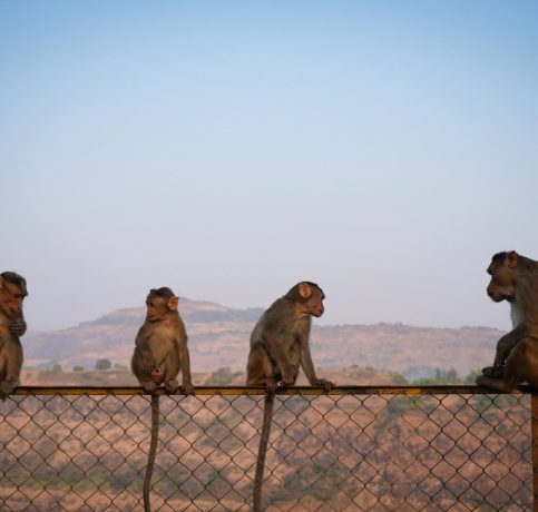 Four monkeys sitting on a fence with scenic view of Lonavala, India in the background.